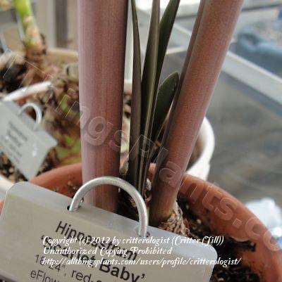 Photo of Amaryllis (Hippeastrum 'Scarlet Baby') uploaded by critterologist