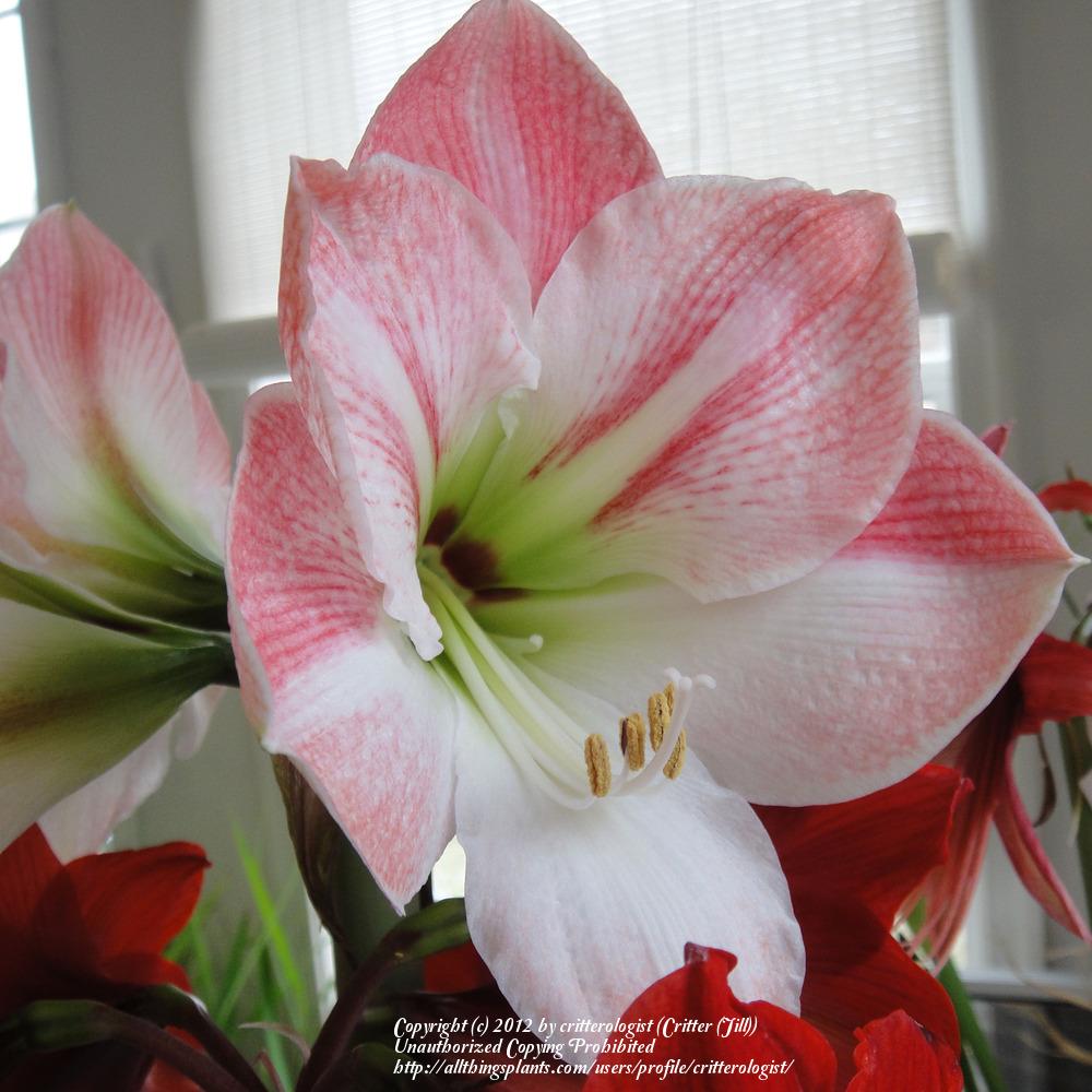 Photo of Amaryllis (Hippeastrum 'Apple Blossom') uploaded by critterologist