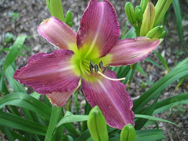 Photo of Daylily (Hemerocallis 'Odds and Ends') uploaded by Calif_Sue