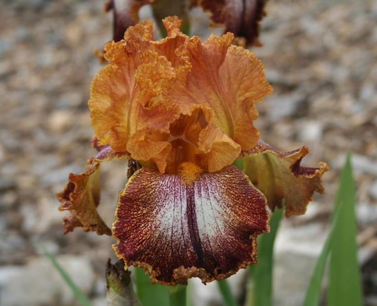 Photo of Tall Bearded Iris (Iris 'Kilt Lilt') uploaded by KentPfeiffer