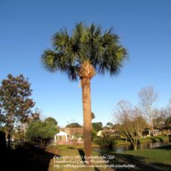 Location: Daytona Beach, Florida
Date: 2012-03-05 
Sabal Palm in my yard