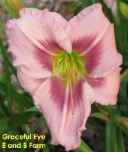 Photo of Daylily (Hemerocallis 'Graceful Eye') uploaded by vic