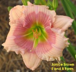 Photo of Daylily (Hemerocallis 'Janice Brown') uploaded by vic