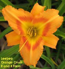 Photo of Daylily (Hemerocallis 'Leebea Orange Crush') uploaded by vic