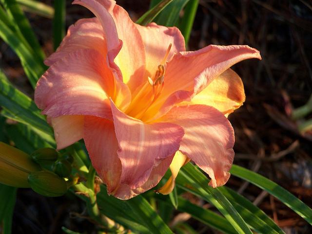 Photo of Daylily (Hemerocallis 'All in All') uploaded by Calif_Sue