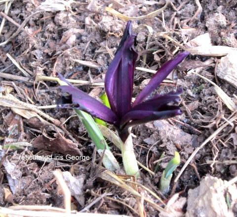 Photo of Reticulated Iris (Iris 'George') uploaded by ge1836