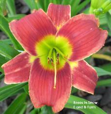 Photo of Daylily (Hemerocallis 'Roses in Snow') uploaded by vic