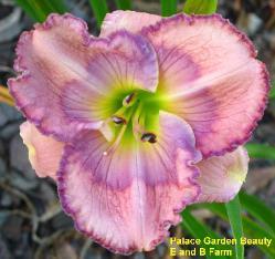 Photo of Daylily (Hemerocallis 'Palace Garden Beauty') uploaded by vic