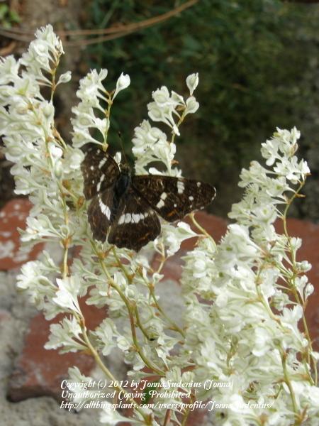 Photo of Silver Lace Vine (Fallopia baldschuanica) uploaded by JonnaSudenius