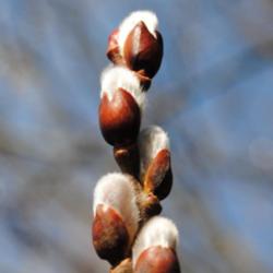 Location: My Northeastern Indiana Gardens - Zone 5b
Date: 2012-03-07
Close-up of buds - late winter, early spring