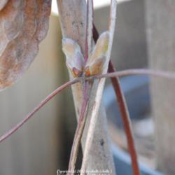 Location: My Northeastern Indiana Gardens - Zone 5b
Date: 2012-03-07
Leaf buds - late winter, early spring