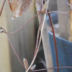 Location: My Northeastern Indiana Gardens - Zone 5b
Date: 2012-03-07
Section of stem with buds - late winter, early spring
