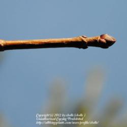 Location: My Northeastern Indiana Gardens - Zone 5b
Date: 2012-03-07
Leaf bud - late winter, early spring