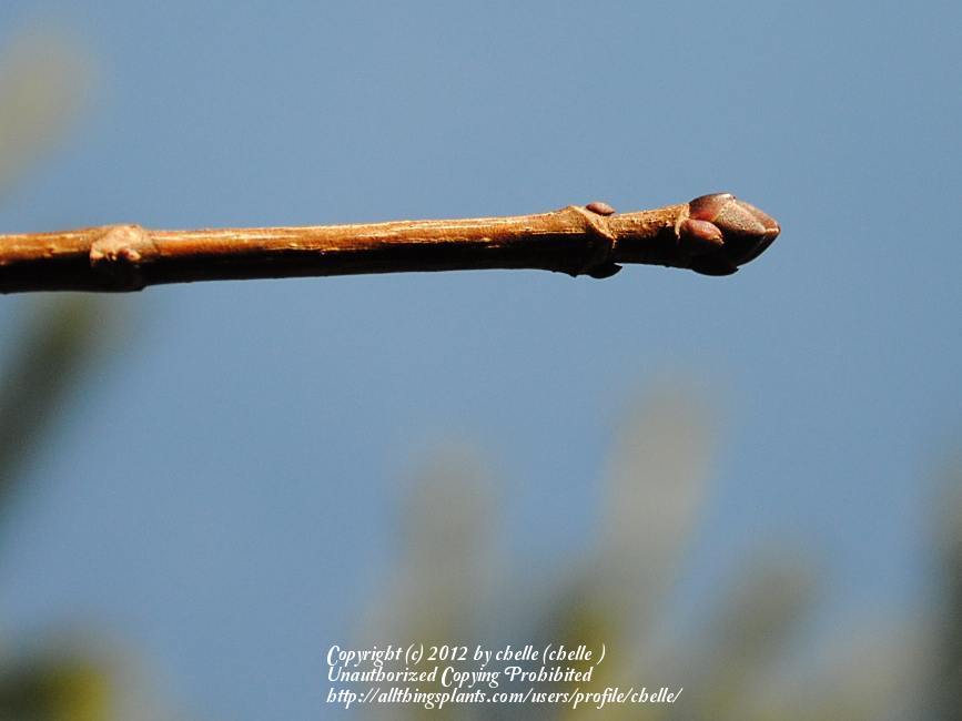 Photo of Variegated Norway Maple (Acer platanoides 'Aureo-marginatum') uploaded by chelle