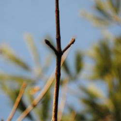 Location: My Northeastern Indiana Gardens - Zone 5b
Date: 2012-03-07
Branch tip - late winter, early spring