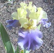 Photo of Tall Bearded Iris (Iris 'Edith Wolford') uploaded by vic