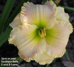 Photo of Daylily (Hemerocallis 'Spacecoast Southern Belle') uploaded by vic
