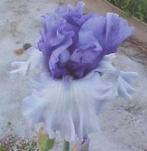 Photo of Tall Bearded Iris (Iris 'Crowned Heads') uploaded by vic
