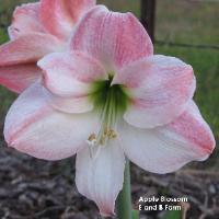 Photo of Amaryllis (Hippeastrum 'Apple Blossom') uploaded by vic