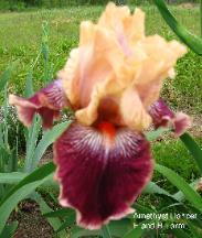 Photo of Tall Bearded Iris (Iris 'Amethyst Dancer') uploaded by vic