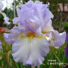 Photo of Tall Bearded Iris (Iris 'Sharlee') uploaded by vic