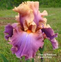 Photo of Tall Bearded Iris (Iris 'Chasing Rainbows') uploaded by vic