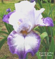 Photo of Tall Bearded Iris (Iris 'Everything Plus') uploaded by vic