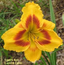 Photo of Daylily (Hemerocallis 'Tiger's Eye') uploaded by vic