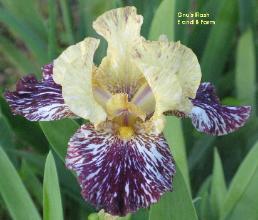 Photo of Tall Bearded Iris (Iris 'Gnus Flash') uploaded by vic