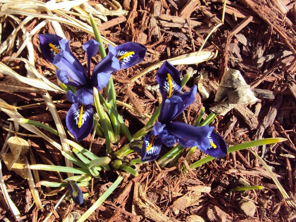 Photo of Reticulated Iris (Iris reticulata) uploaded by Maridell