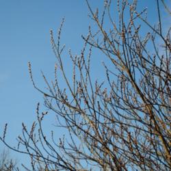 Location: My Northeastern Indiana Gardens - Zone 5b
Date: 2012-03-07
Branches in bud - lare winter, early spring