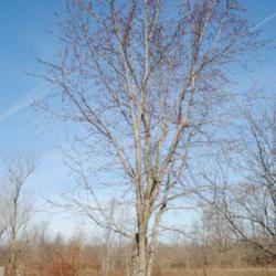 Location: My Northeastern Indiana Gardens - Zone 5b
Date: 2012-03-07
Tree with buds - late winter, early spring