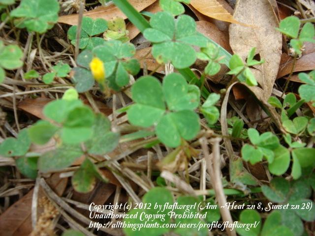 Photo of Yellow Wood Sorrel (Oxalis dillenii) uploaded by flaflwrgrl