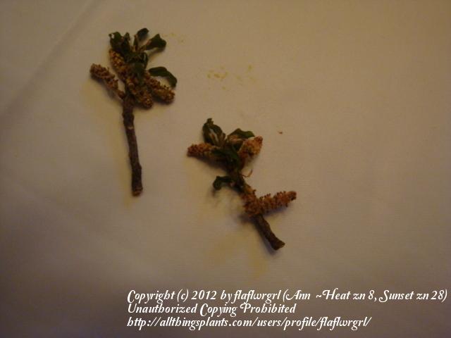 Photo of Live Oak (Quercus virginiana) uploaded by flaflwrgrl