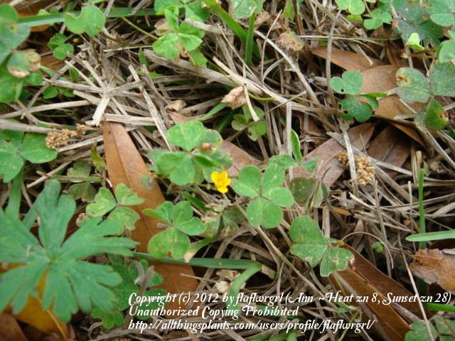Photo of Yellow Wood Sorrel (Oxalis dillenii) uploaded by flaflwrgrl