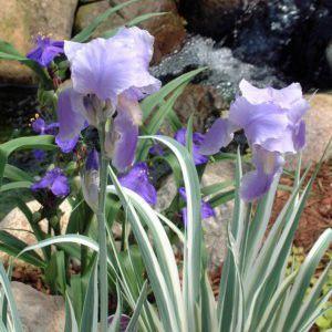 Photo of Species Iris (Iris pallida 'Argentea') uploaded by ge1836