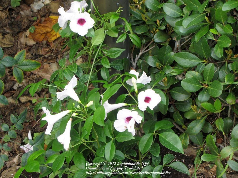Photo of Bower Vine (Pandorea jasminoides) uploaded by plantladylin