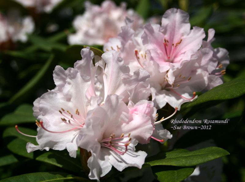 Photo of Rhododendron 'Rosamundi' uploaded by Calif_Sue