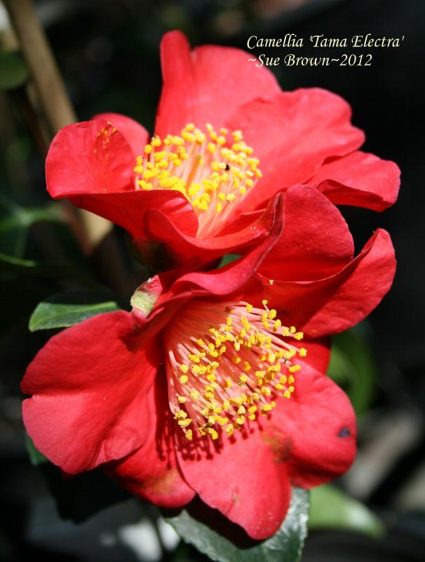 Photo of Camellia (Camellia japonica 'Tama Electra') uploaded by Calif_Sue
