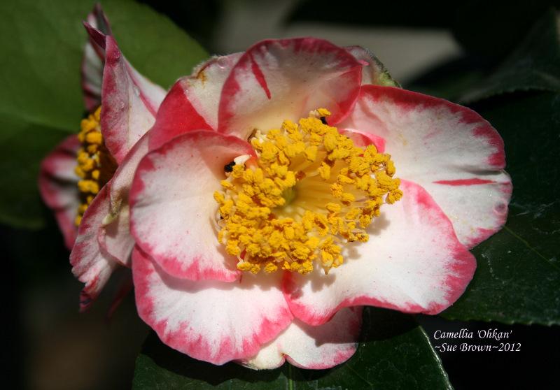 Photo of Japanese Camellia (Camellia 'Ohkan') uploaded by Calif_Sue