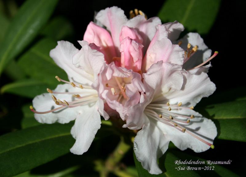 Photo of Rhododendron 'Rosamundi' uploaded by Calif_Sue