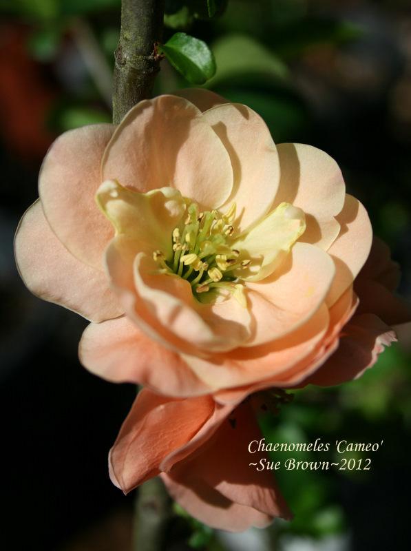 Photo of Flowering Quince (Chaenomeles x superba 'Cameo') uploaded by Calif_Sue