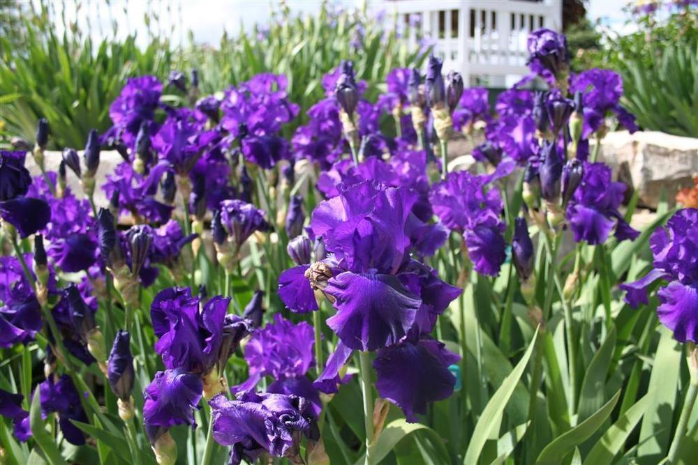 Photo of Tall Bearded Iris (Iris 'Grape Adventure') uploaded by KentPfeiffer