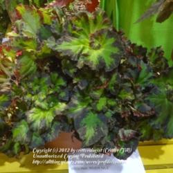 Location: Philadelphia Flower Show 2012
Date: 2012-03-06
The dark edges on the leaves of this plant were really striking..