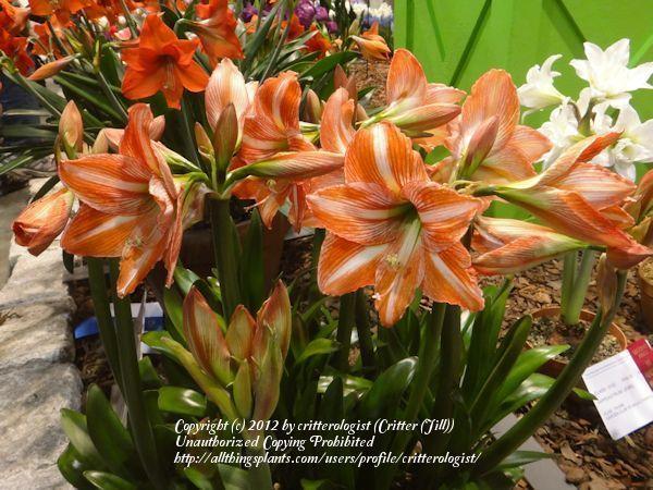 Photo of Amaryllis (Hippeastrum 'Fairy Tale') uploaded by critterologist