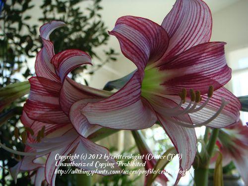 Photo of amaryllis (Hippeastrum cybister 'Striped Panther') uploaded by critterologist
