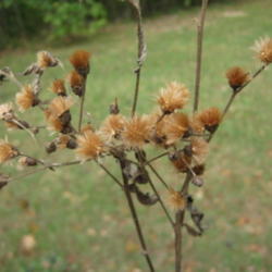 Location: Indiana  Zone 5
Date: 2010-09-24
dried seed still on plant