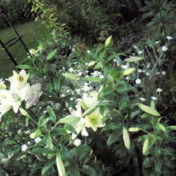 Location: Sun Zone 6a
Date: 2011-07-04
The blooms on this white lily are larger than average for a Asiat