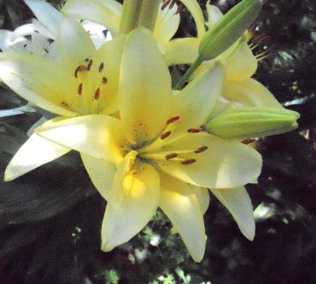 Photo of Lily (Lilium 'Lemon Sauce') uploaded by ge1836