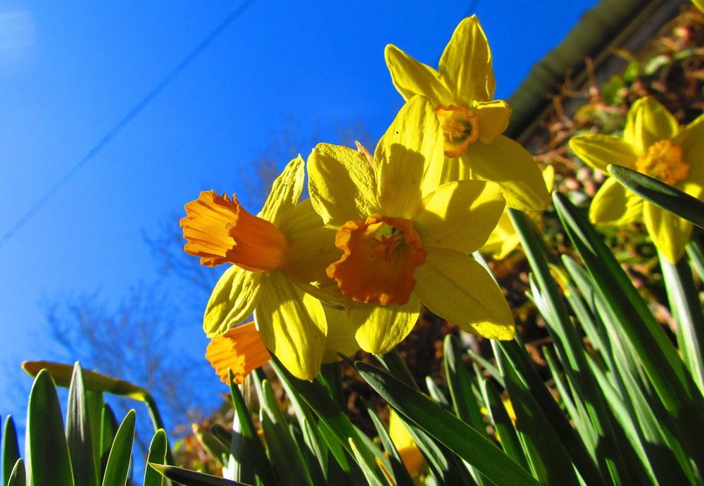 Photo of Daffodils (Narcissus) uploaded by jmorth